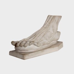 Anatomy. Foot. Model B