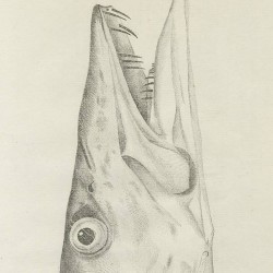 European barracuda head