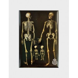 Magnet Family of Skeletons
