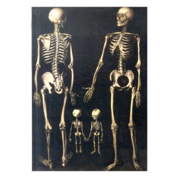 Notebook without rings Family of Skeletons