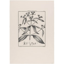 Milleria Contrayerba