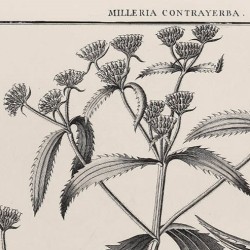 Milleria Contrayerba