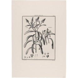 Croton Dioicum