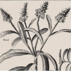 Croton Dioicum