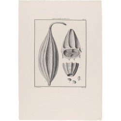 Luffae Foetidae Fructus