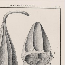 Luffae Foetidae Fructus