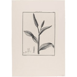Conyza Spicata