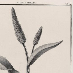 Conyza Spicata