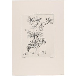 Bidens Odorata
