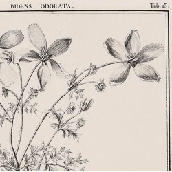 Bidens Odorata