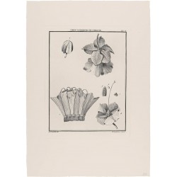 Cobaeae Scandentis Fructificatio