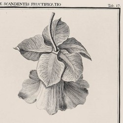 Cobaeae Scandentis Fructificatio