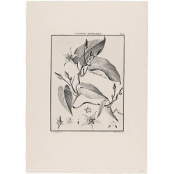 Cynanchum Grandiflorum
