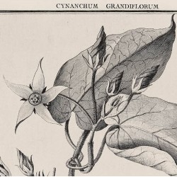 Cynanchum Grandiflorum