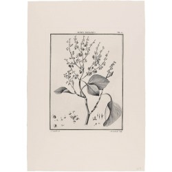 Rumex Polygamus