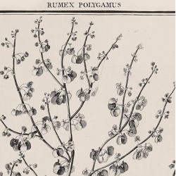 Rumex Polygamus