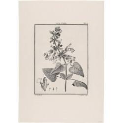 Salvia Fulgen