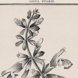 Salvia Fulgen