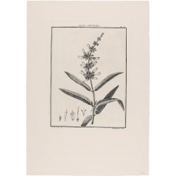 Salvia Leucantha