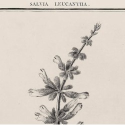 Salvia Leucantha