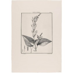 Salvia Tubifera