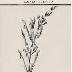 Salvia Tubifera