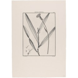 Sonchus Maritimus