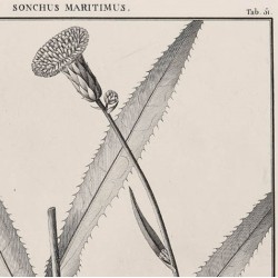 Sonchus Maritimus