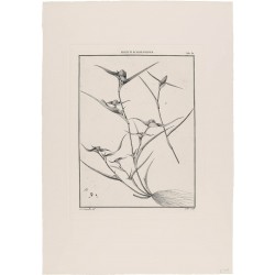 Phleum Schoenoides