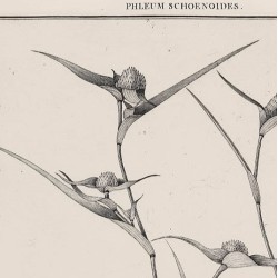 Phleum Schoenoides