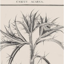 Cnicus Acarna