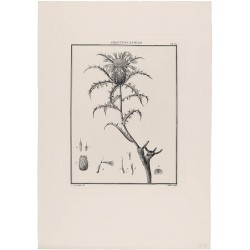 Atractylis Humilis