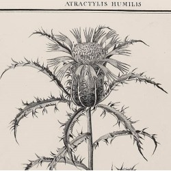 Atractylis Humilis