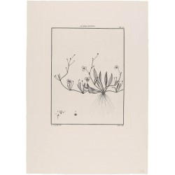 Alisma Repens