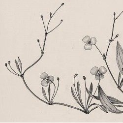 Alisma Repens