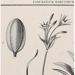 Pancratium Maritimumv
