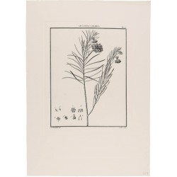 Asclepias Linaria