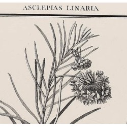 Asclepias Linaria