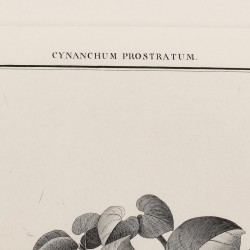 Cynanchum Prostratum